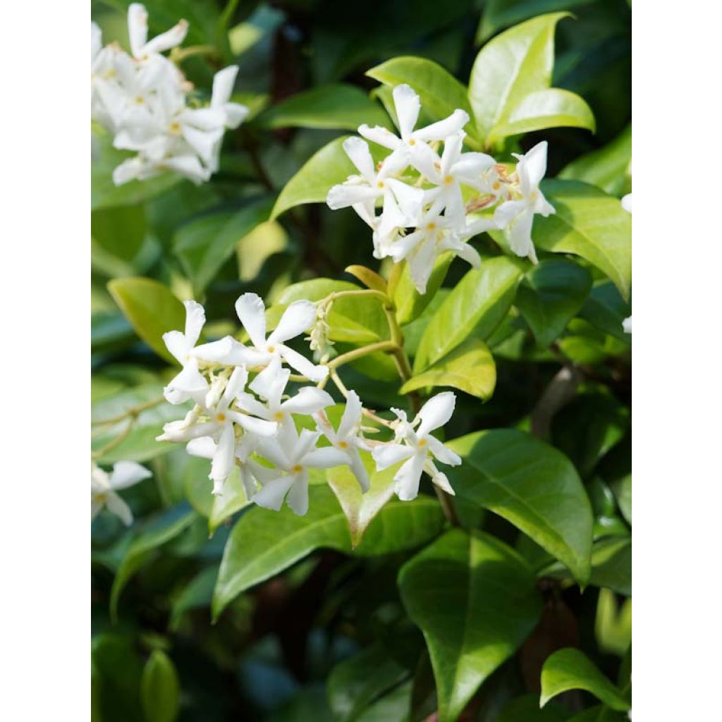 Sternjasmin - Trachelospermum jasminoides