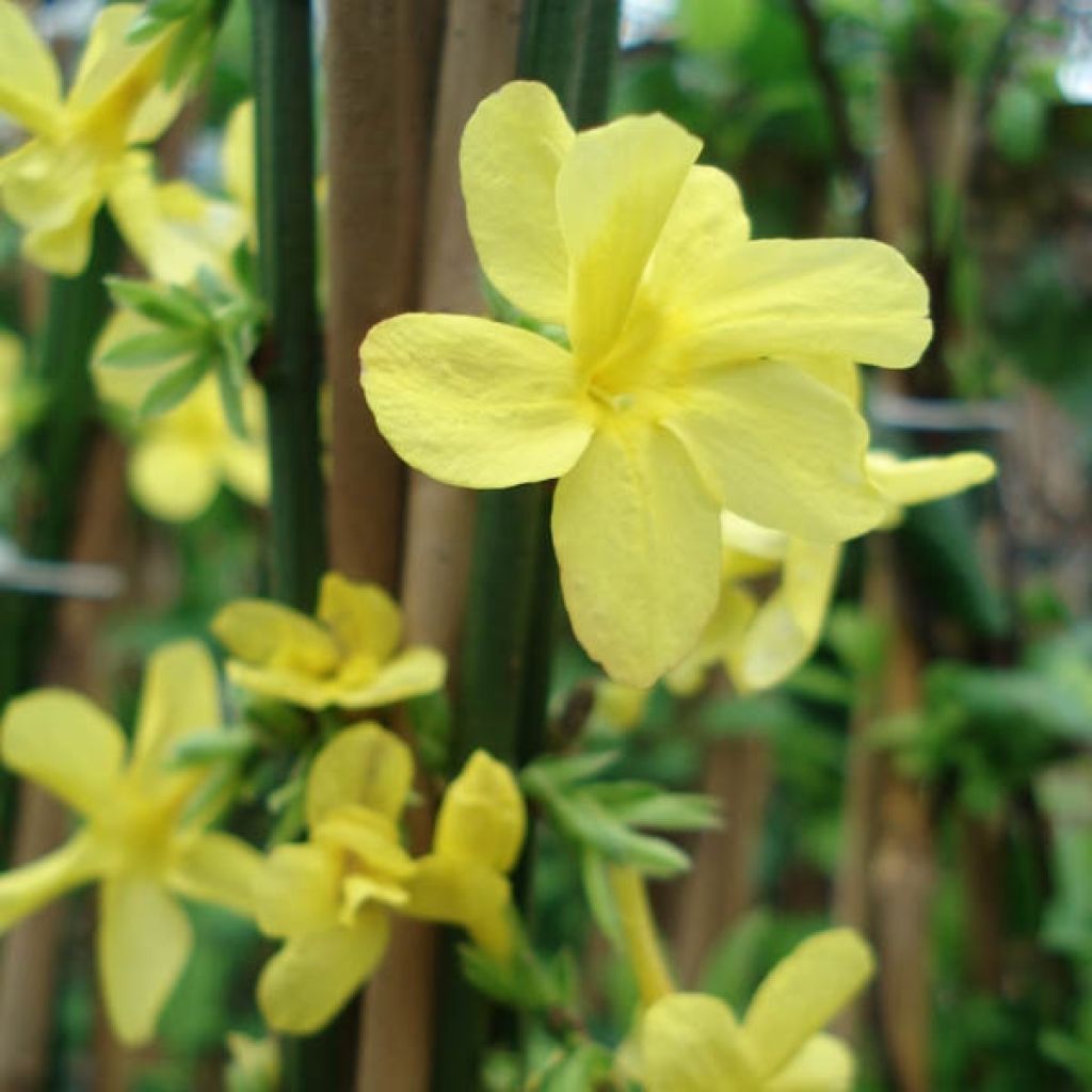 Jasmin d'hiver - Jasminum nudiflorum