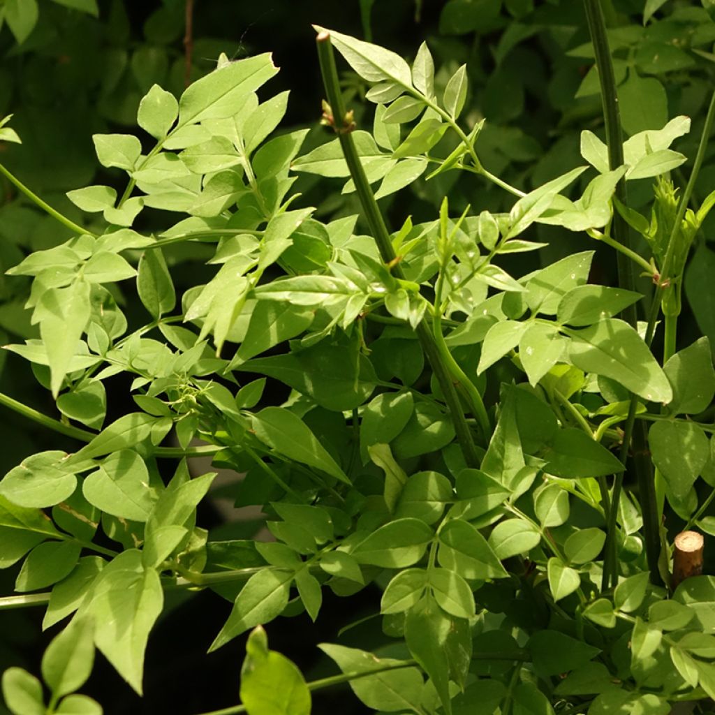 Jasminum officinale Clotted Cream - Echte Jasmin