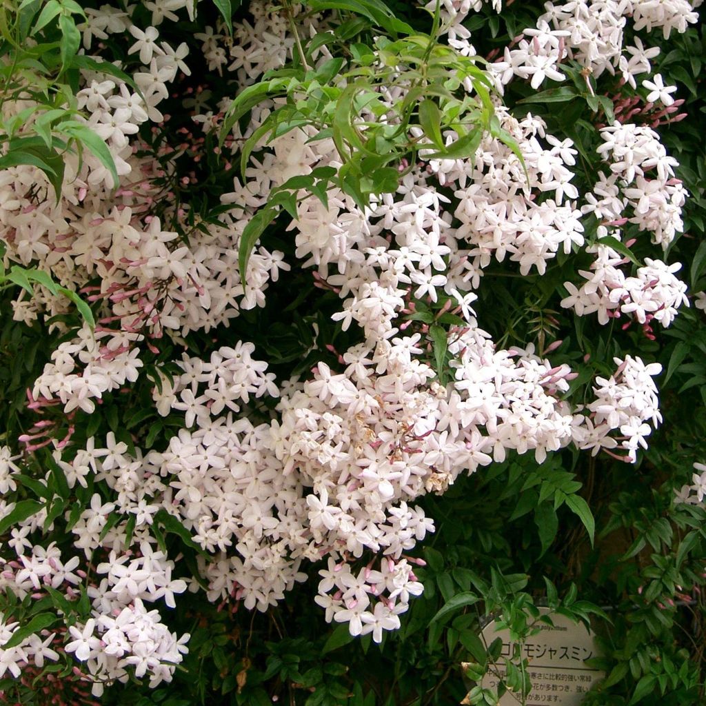 Jasminum polyanthum - Zimmer-Jasmin