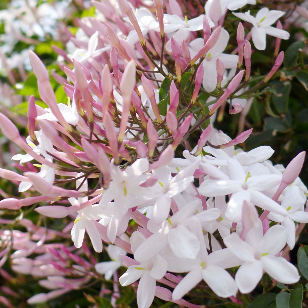 Jasminum polyanthum - Zimmer-Jasmin