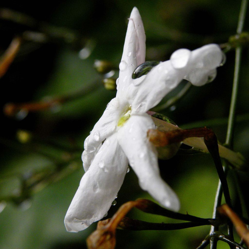 Jasminum polyanthum - Zimmer-Jasmin