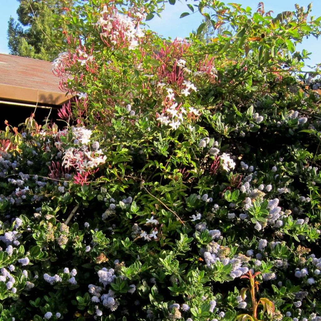 Jasminum polyanthum - Zimmer-Jasmin