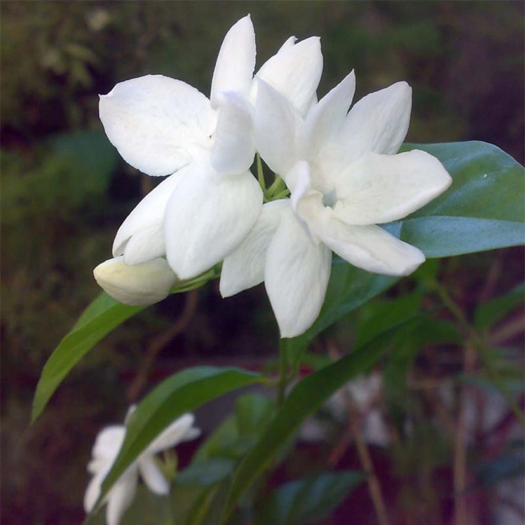 Jasminum sambac - Arabischer Jasmin