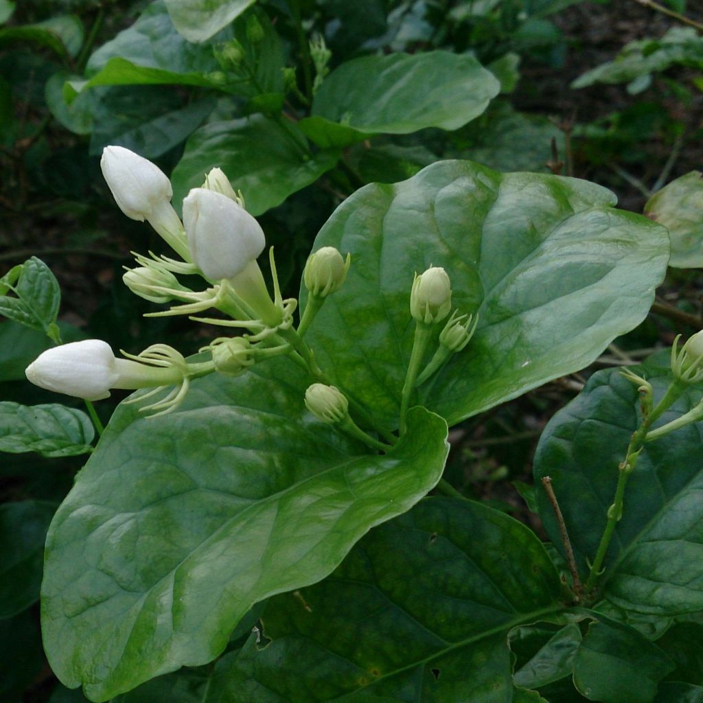 Jasminum sambac - Arabischer Jasmin