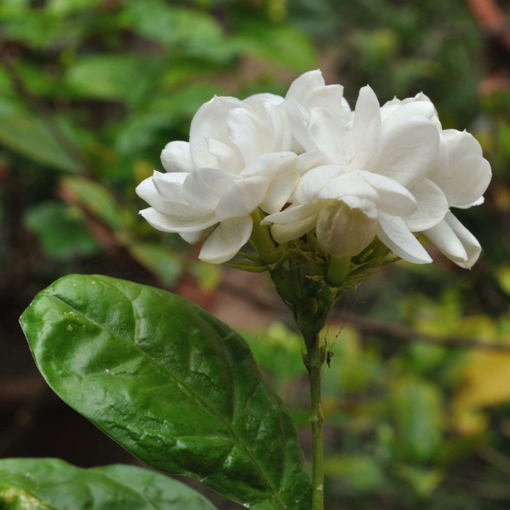 Jasminum sambac - Arabischer Jasmin