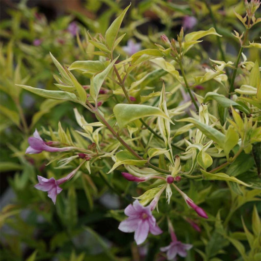 Jasminum stephanense - Rosa Jasmin