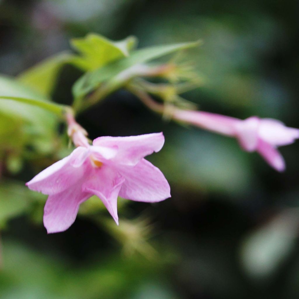 Jasminum stephanense - Rosa Jasmin