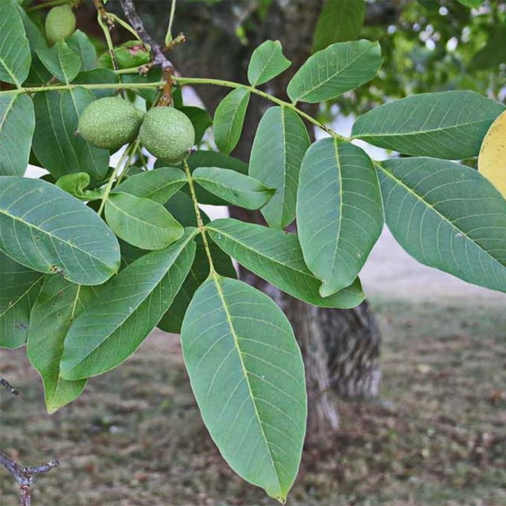 Walnuss Chandler - Juglans regia