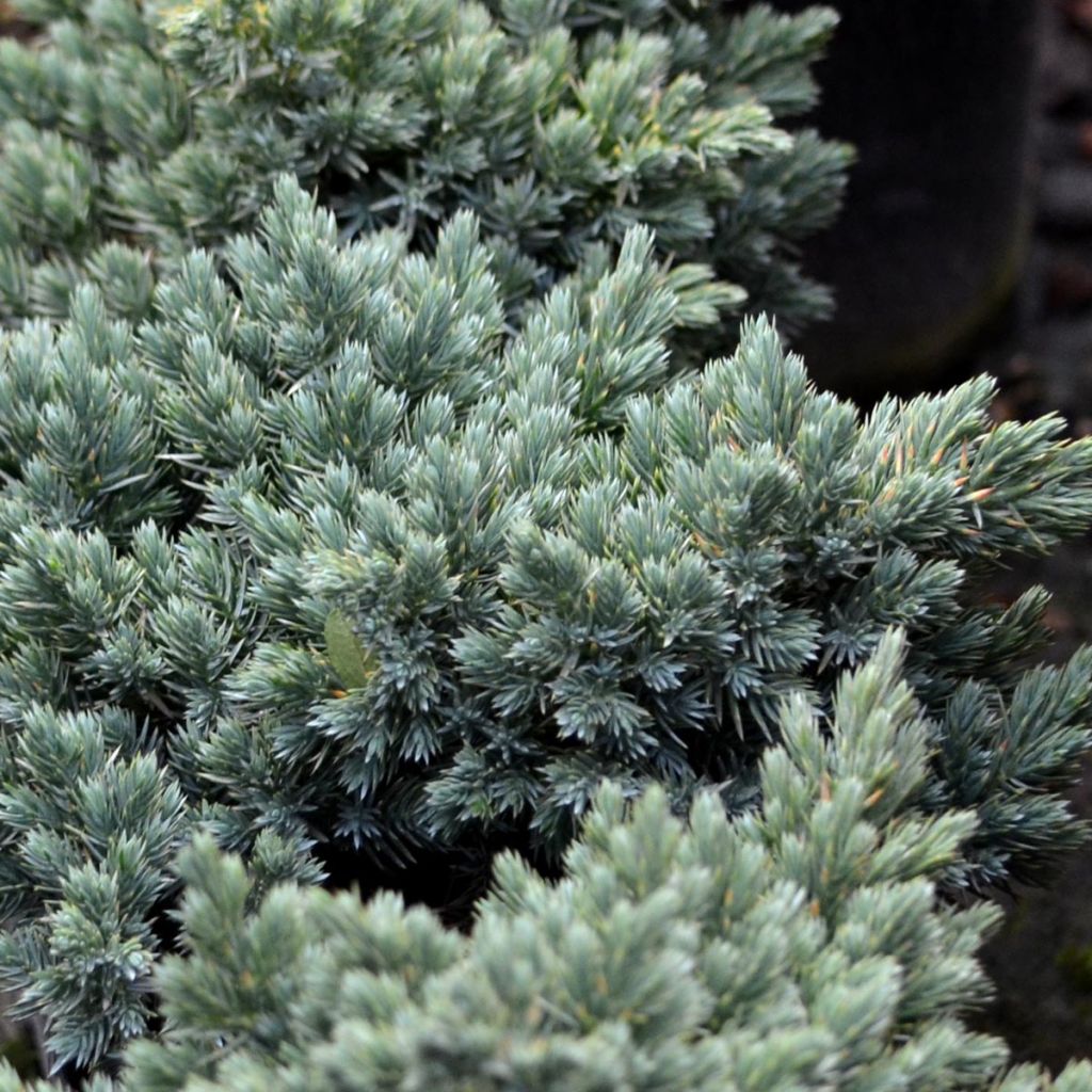 Juniperus squamata Blue Star - Genévrier écailleux