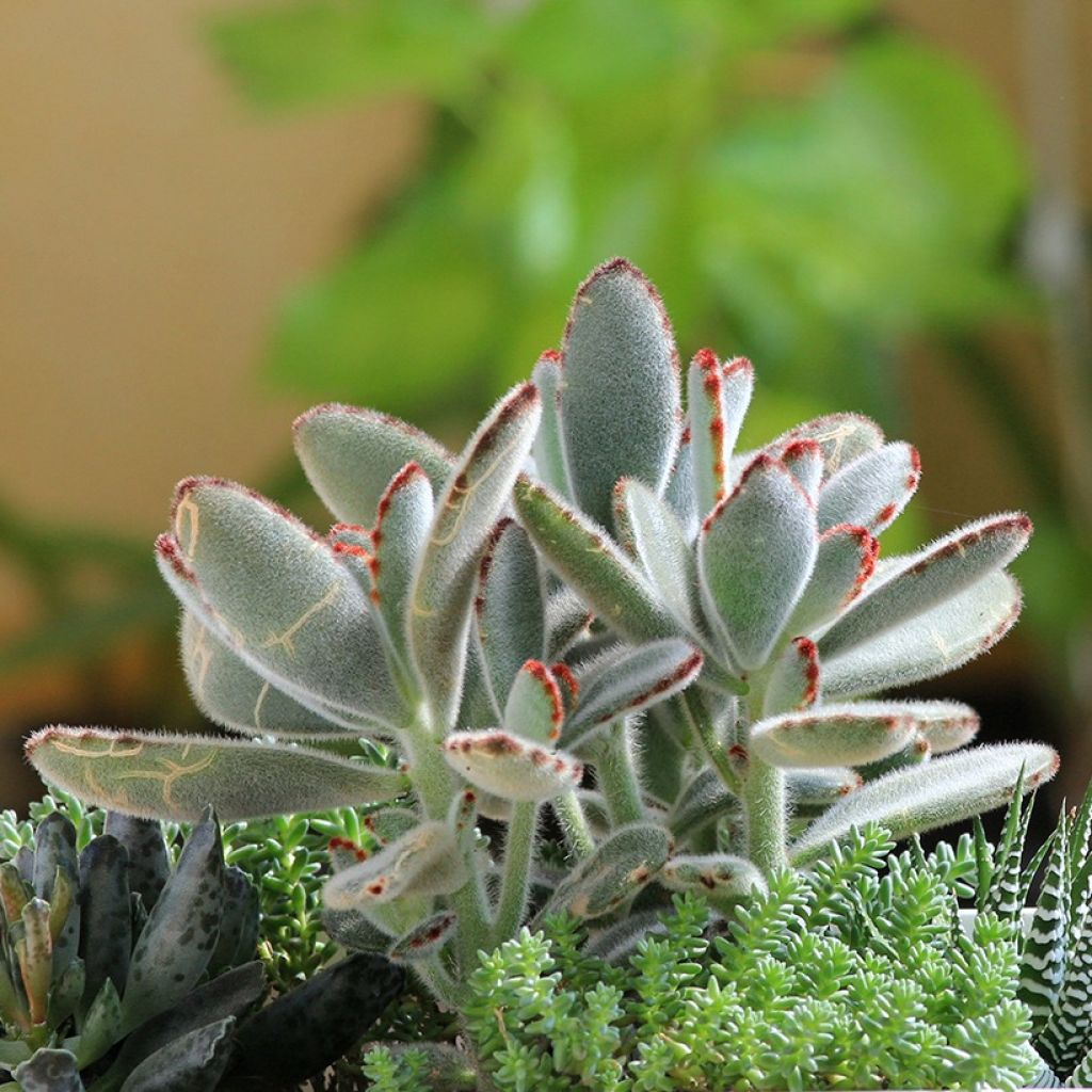 Kalanchoe tomentosa - Panda-Pflanze