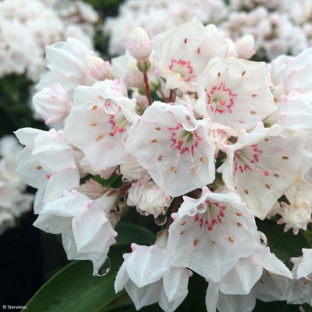 Lorbeerrose Zebulon - Kalmia latifolia