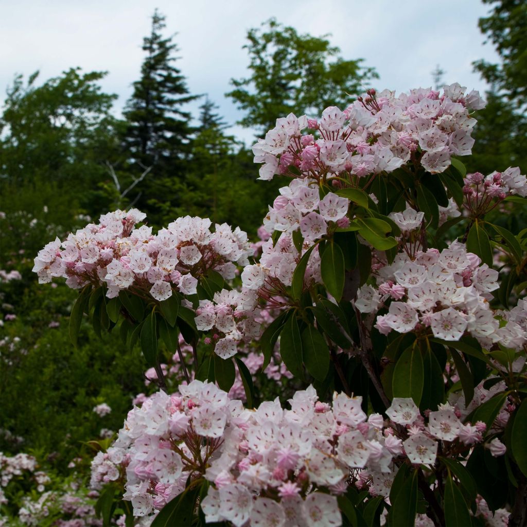 Lorbeerrose - Kalmia latifolia