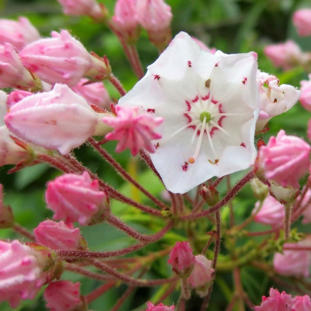 Lorbeerrose - Kalmia latifolia