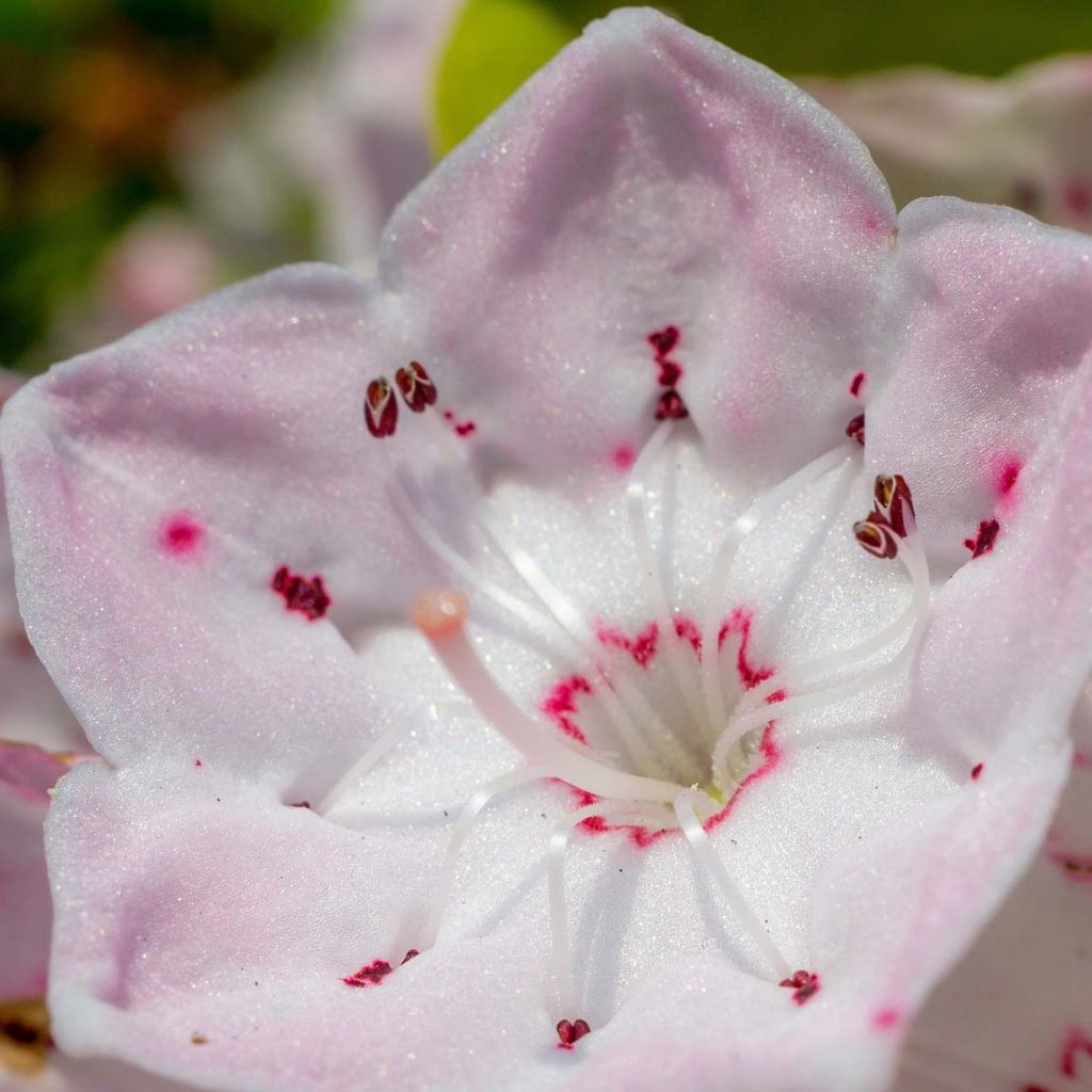 Lorbeerrose - Kalmia latifolia