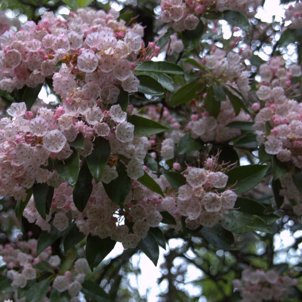 Lorbeerrose - Kalmia latifolia