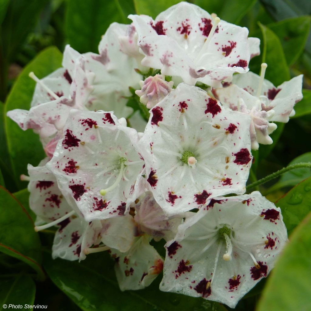 Lorbeerrose Freckles - Kalmia latifolia f. fuscata