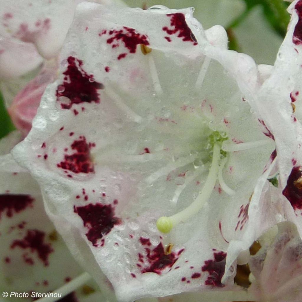 Lorbeerrose Freckles - Kalmia latifolia f. fuscata