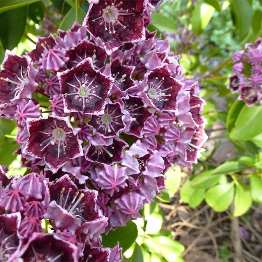 Lorbeerrose Latchmin - Kalmia latifolia