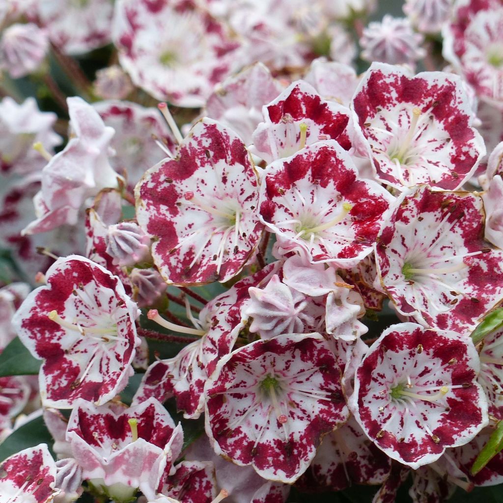 Kalmia latifolia Minuet - Laurier des montagnes