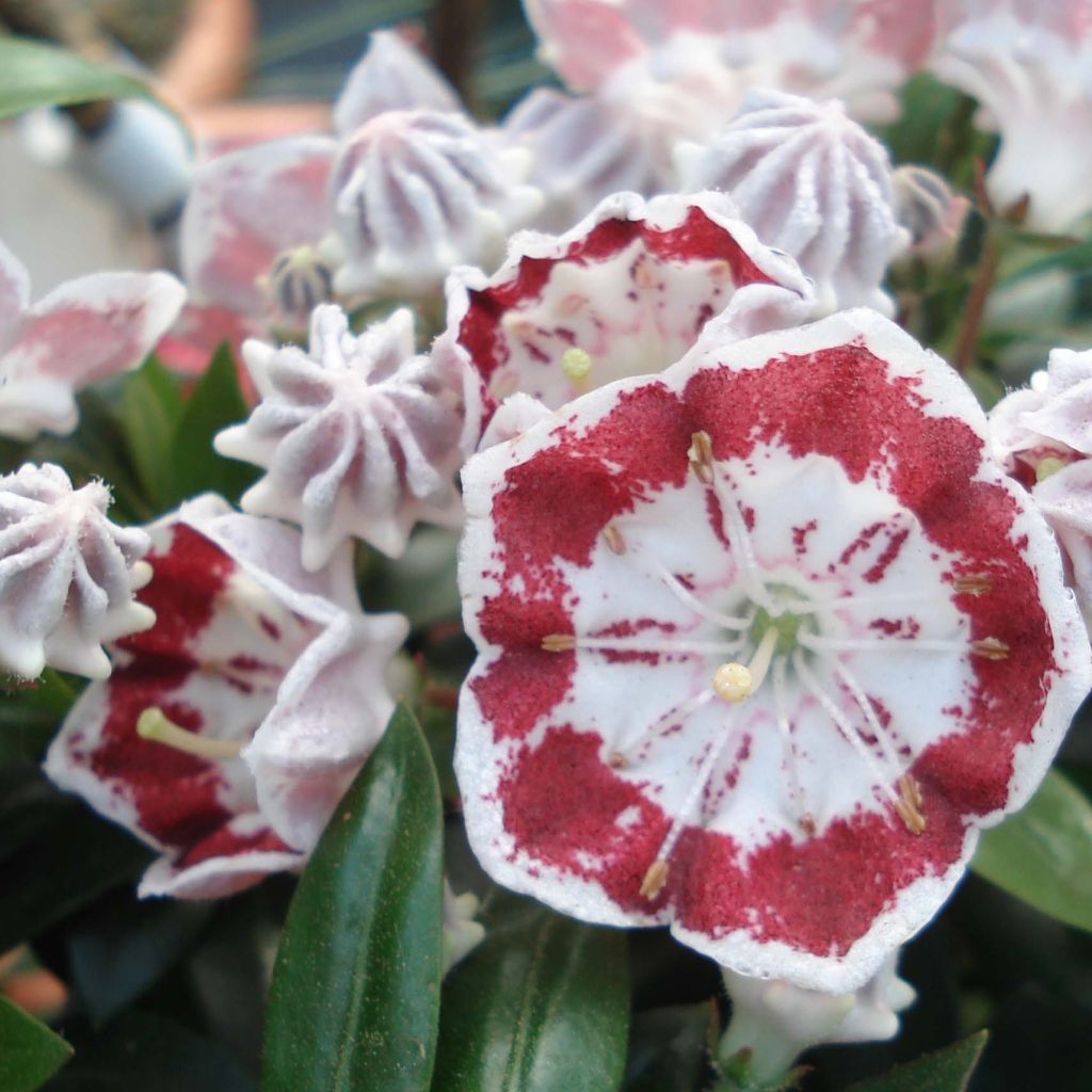 Lorbeerrose Minuet - Kalmia latifolia