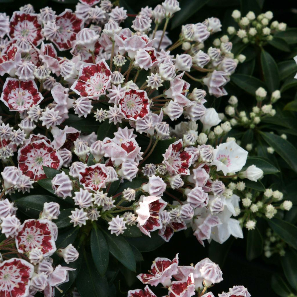 Lorbeerrose Minuet - Kalmia latifolia