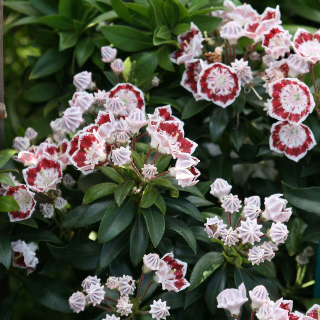 Lorbeerrose Minuet - Kalmia latifolia