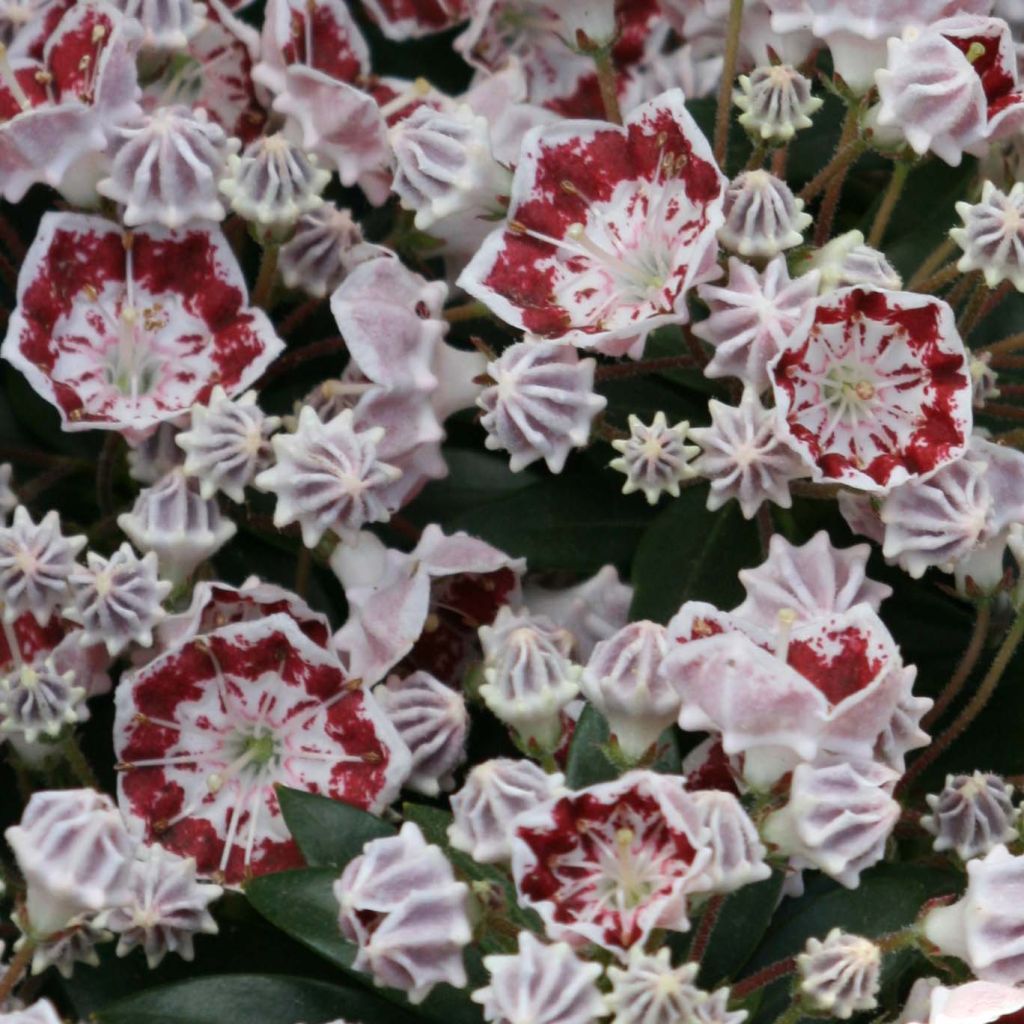 Lorbeerrose Minuet - Kalmia latifolia