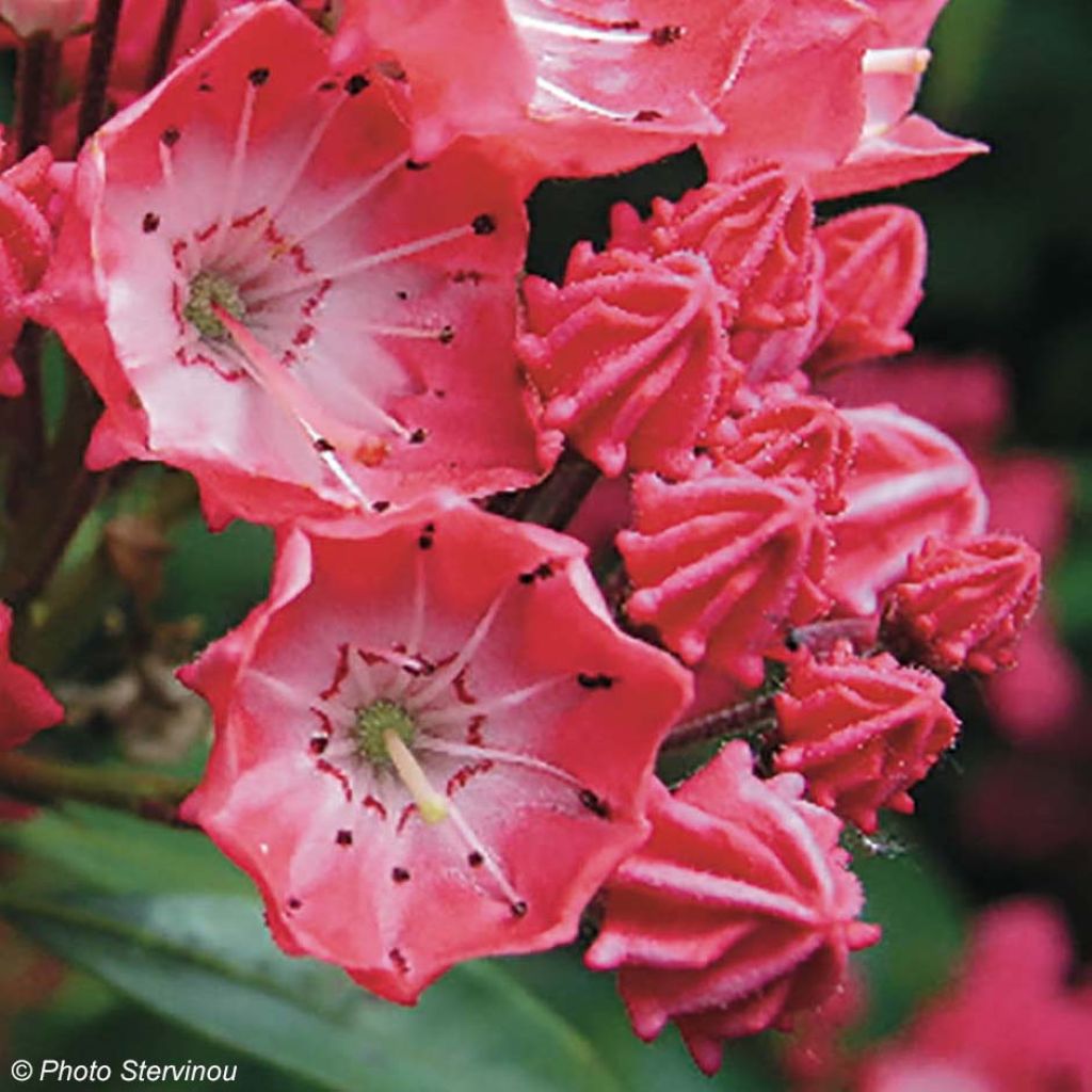 Lorbeerrose Pinkobello - Kalmia latifolia