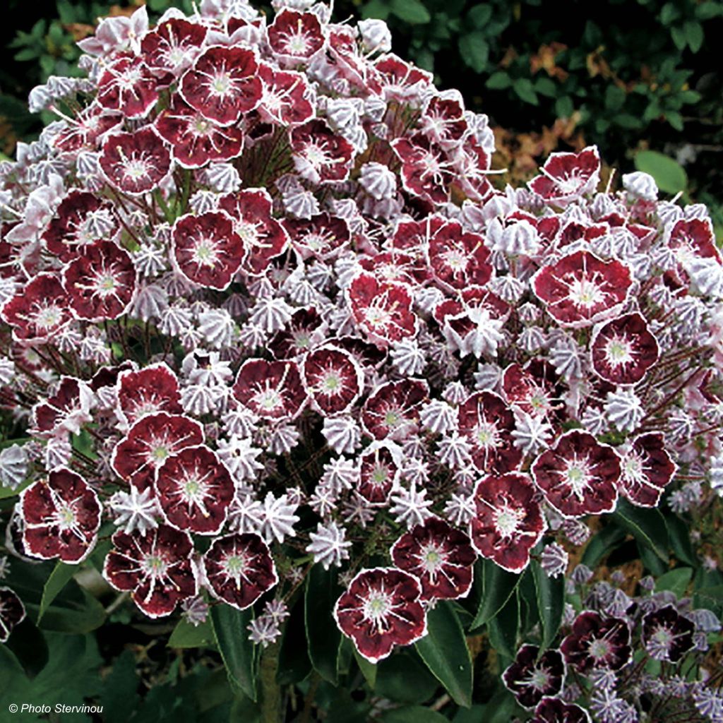 Lorbeerrose Tad - Kalmia latifolia