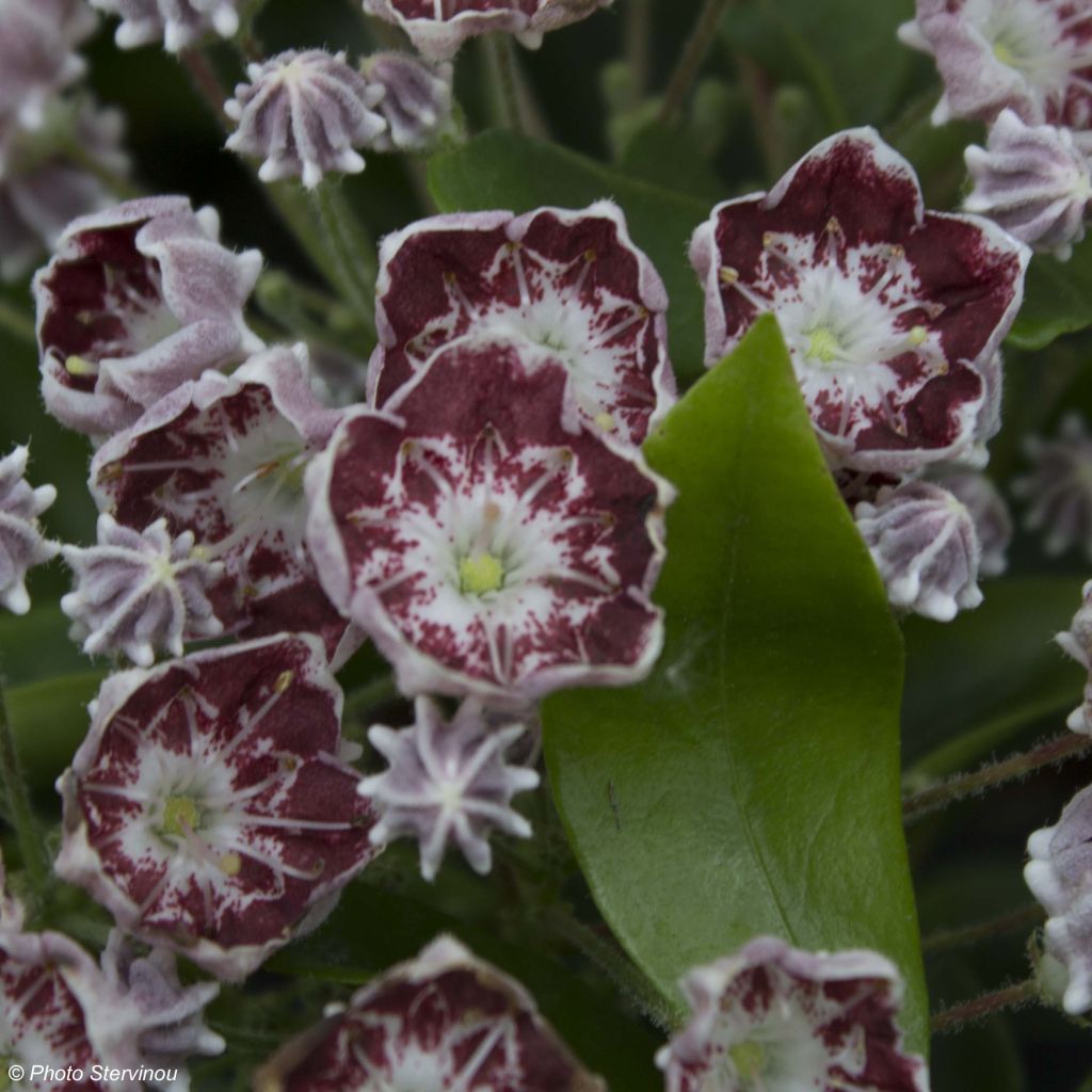 Lorbeerrose Tad - Kalmia latifolia