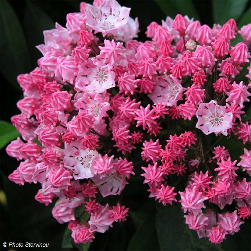 Lorbeerrose You Can - Kalmia latifolia