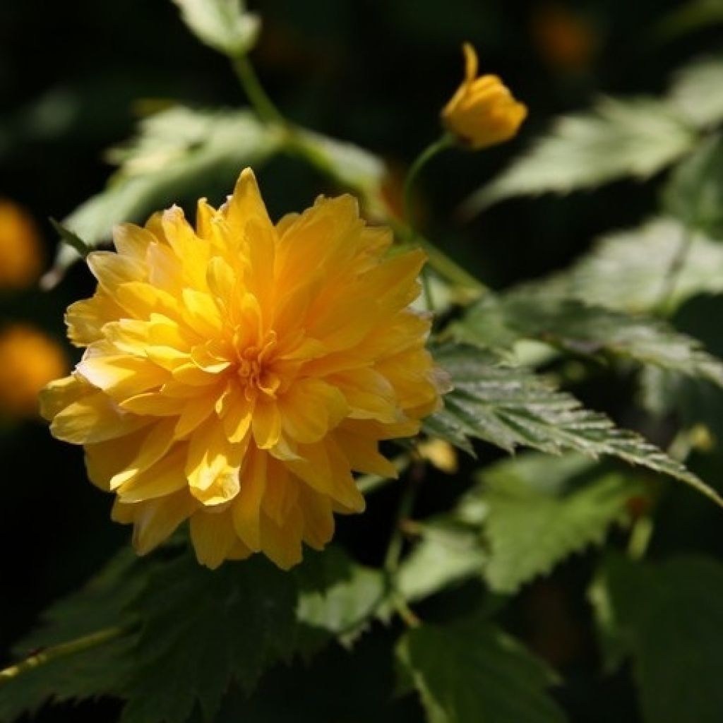 Goldröschen Pleniflora - Kerria japonica