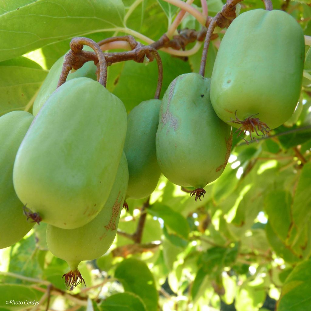 Actinidia arguta Ambrosia (Weiblich) - Zwerg Kiwi