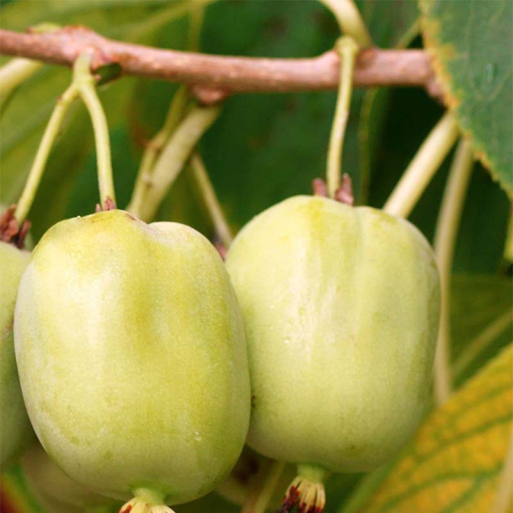 Actinidia arguta Kokuwa - Zwerg Kiwi