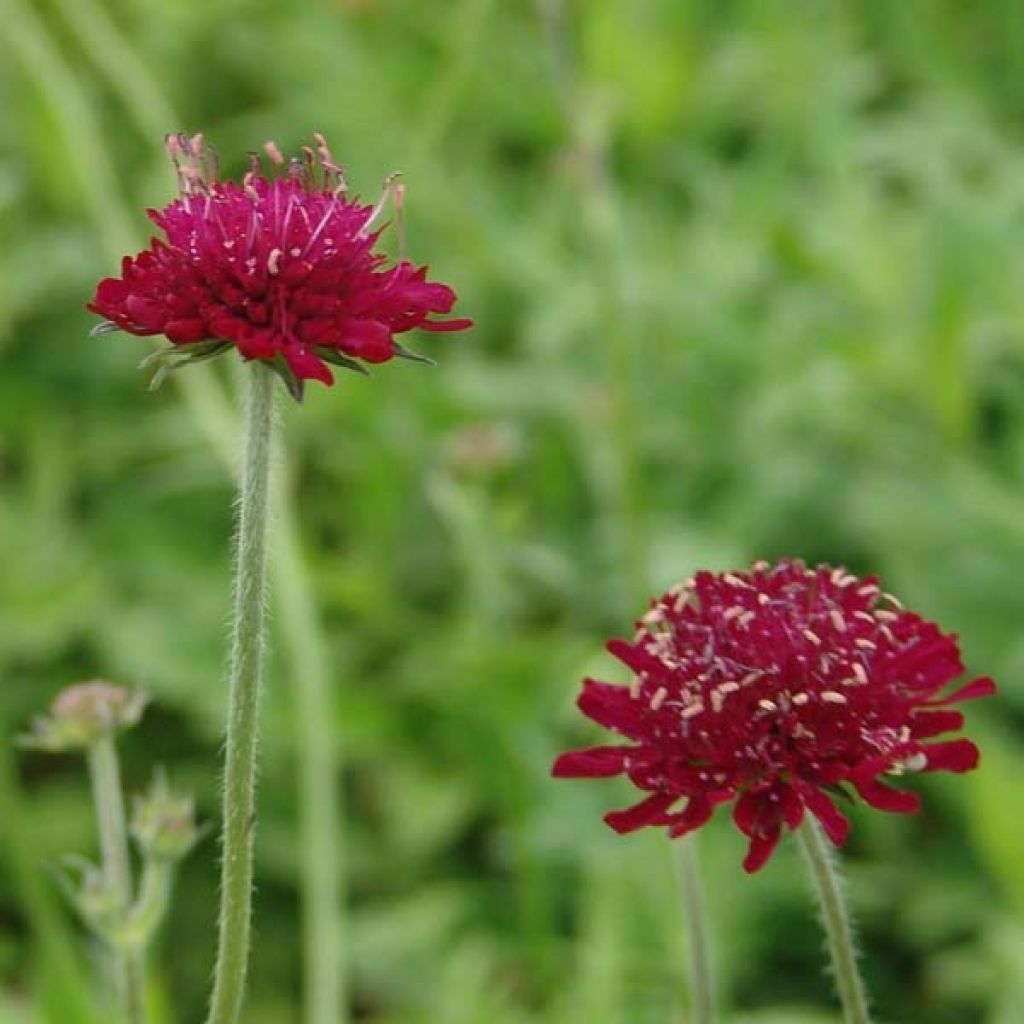 Mazedonische Witwenblume - Knautia macedonica