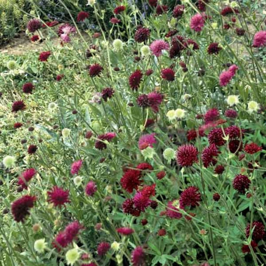 Mazedonische Witwenblume - Knautia macedonica