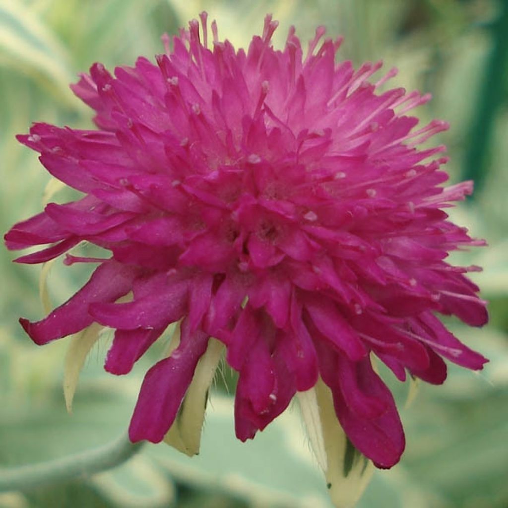 Witwenblume Thunder and Lightning - Knautia macedonica