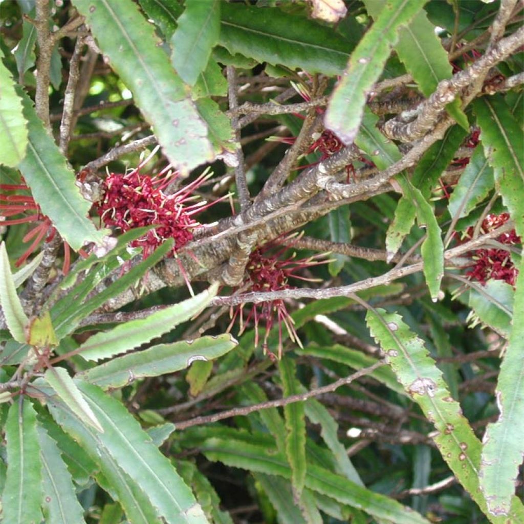 Knightia excelsa - Knightia