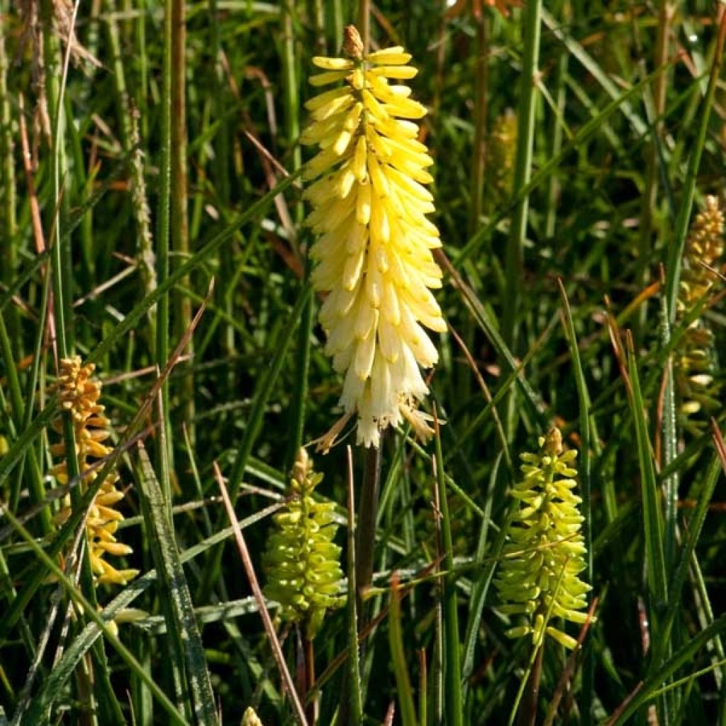 Tritoma - Kniphofia Pineapple Popsicle