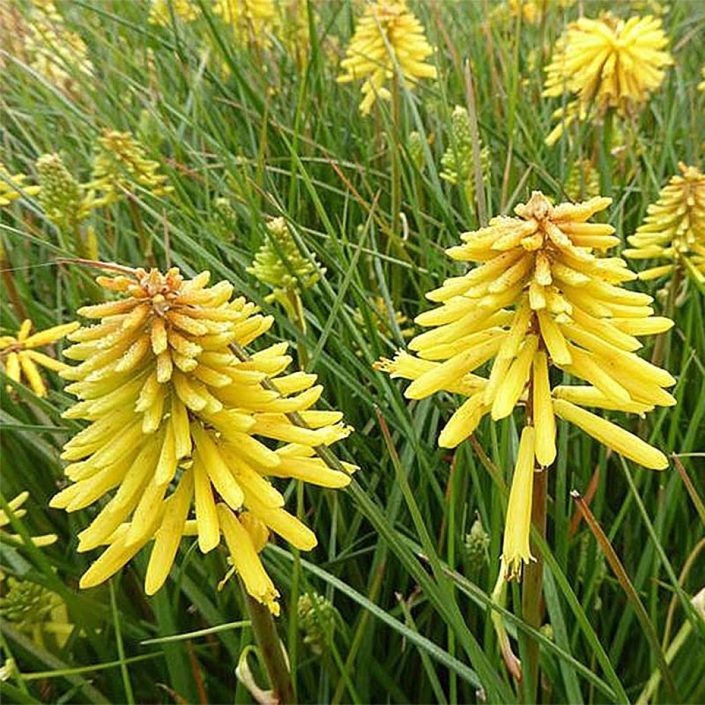 Fackellilie Banana Popsicle - Kniphofia