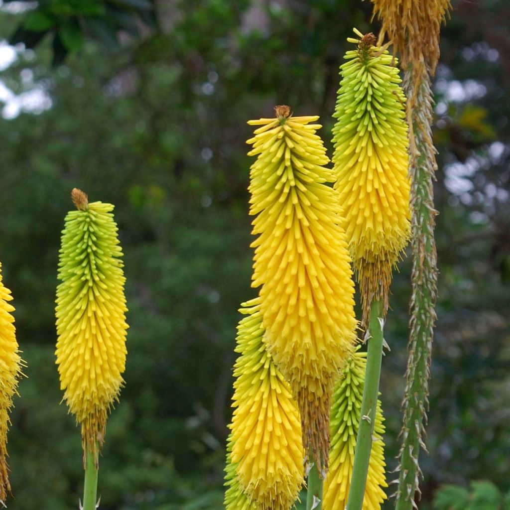 Kniphofia citrina - Gelbblühende Fackellilie