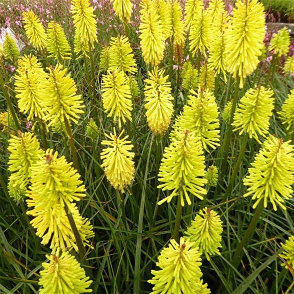 Fackellilie Dorset Sentry - Kniphofia