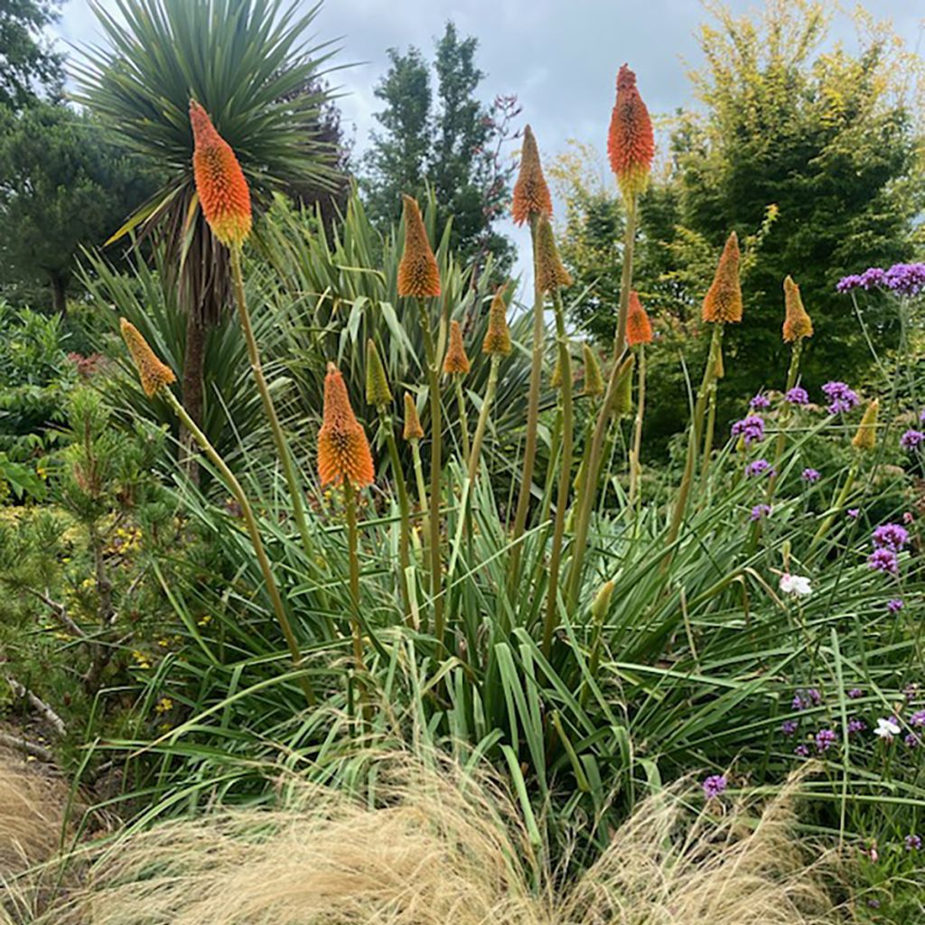 Garten-Fackellilie Nobilis - Kniphofia uvaria