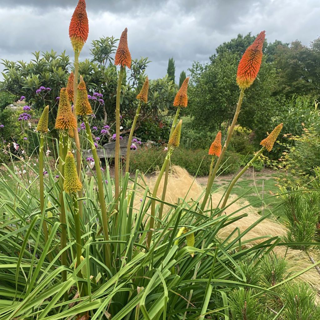 Garten-Fackellilie Nobilis - Kniphofia uvaria