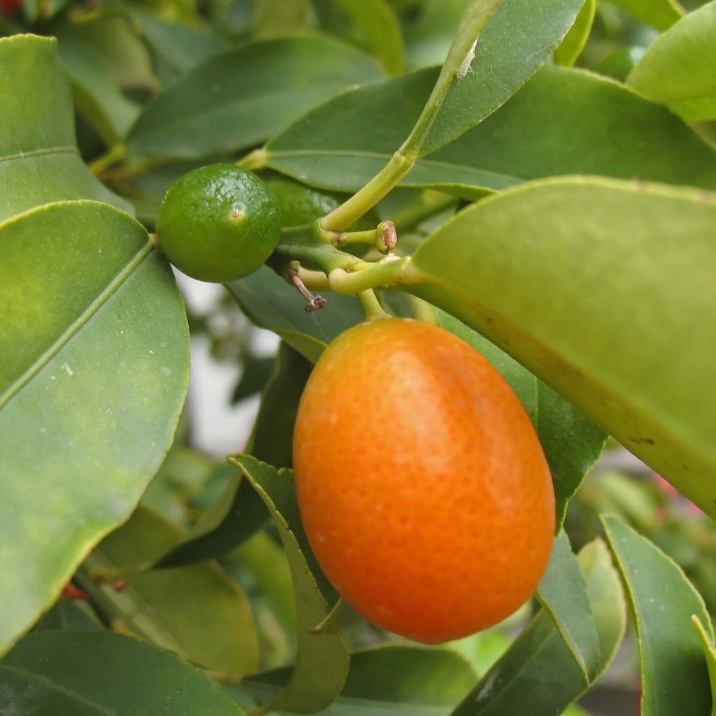 Kumquat obovata - Citrus japonica