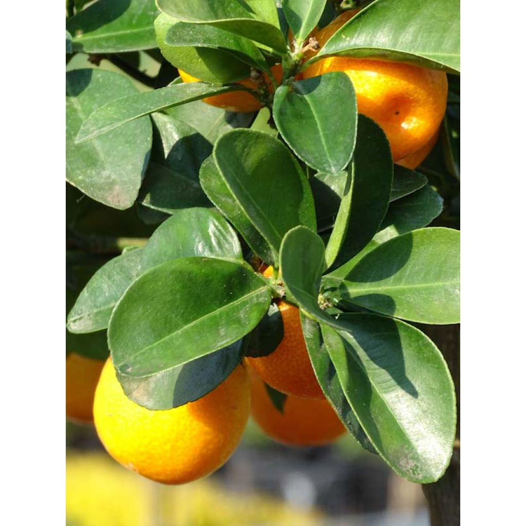 Kumquat obovata - Citrus japonica