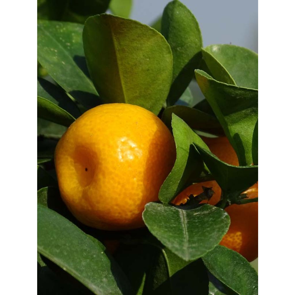 Kumquat obovata - Citrus japonica