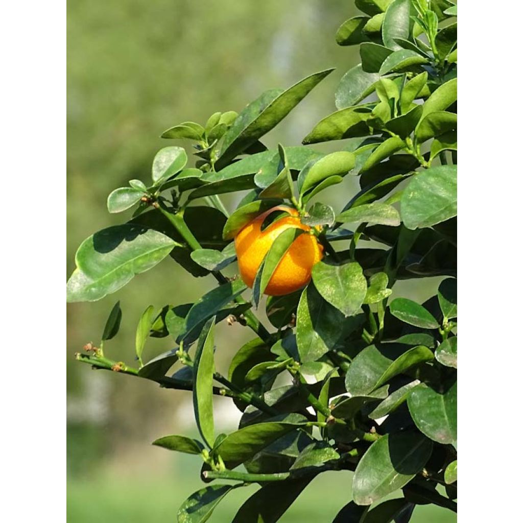 Kumquat obovata - Citrus japonica