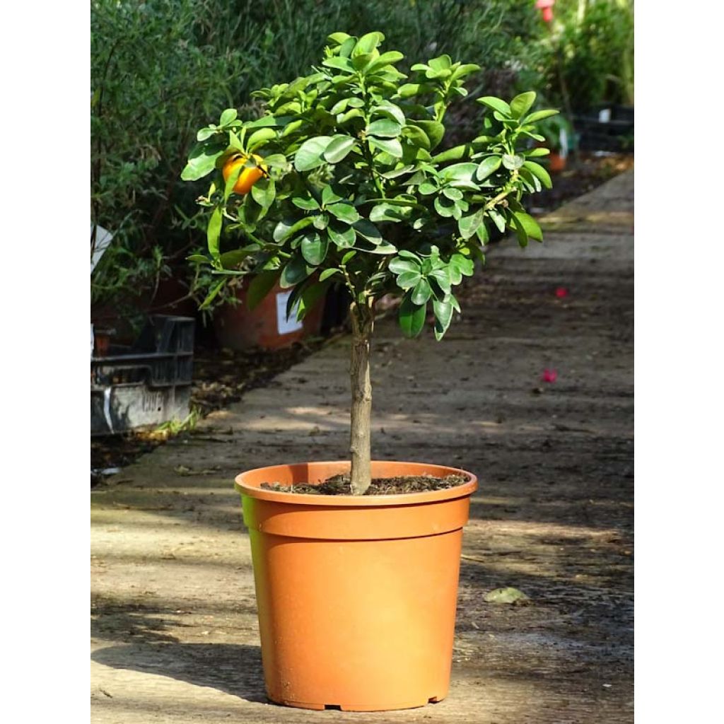 Kumquat obovata - Citrus japonica